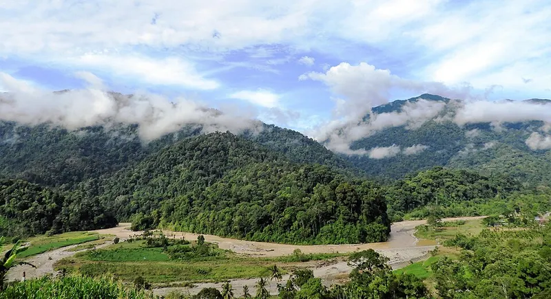 forest river landscape