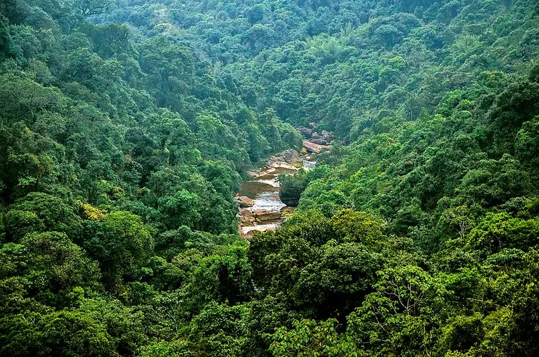 forest river landscape
