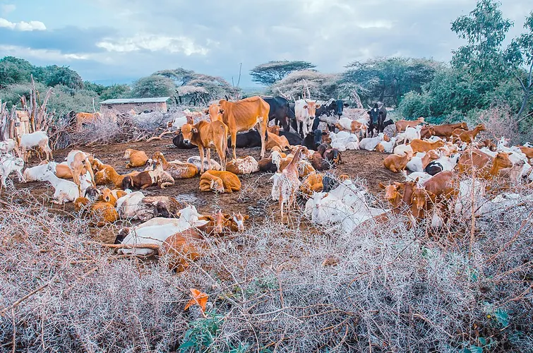 farm animals