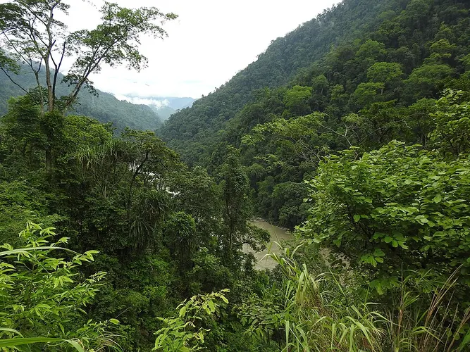 forest river landscape