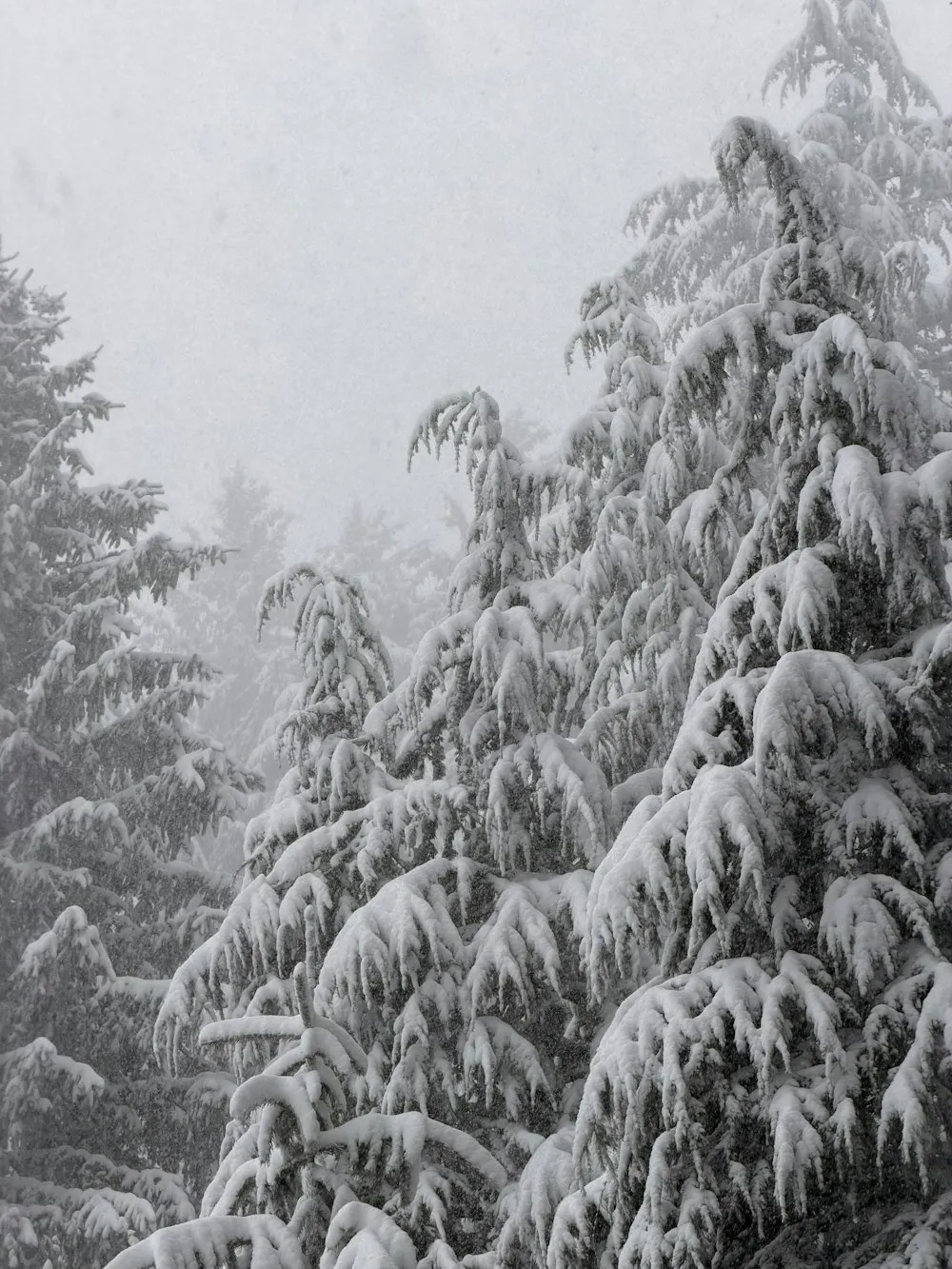 Snow-covered trees