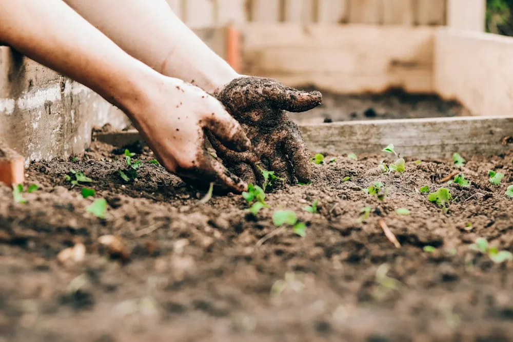 Hands planting seedlings in a garden