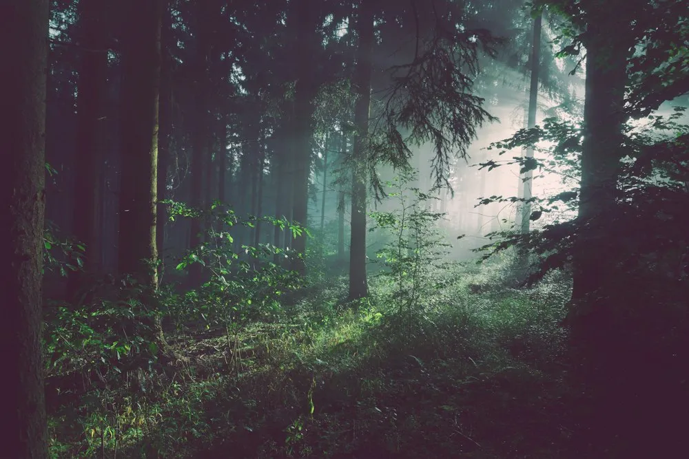 Sunlight shining through a forest